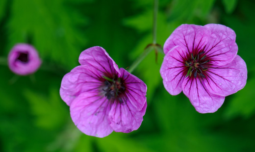 532715 (a): :3000x1785